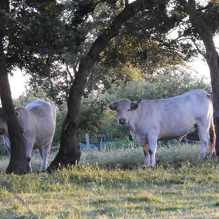 Maison Charmante Pres De Nueil-les-aubiers Avec Jardin Tatil Evi