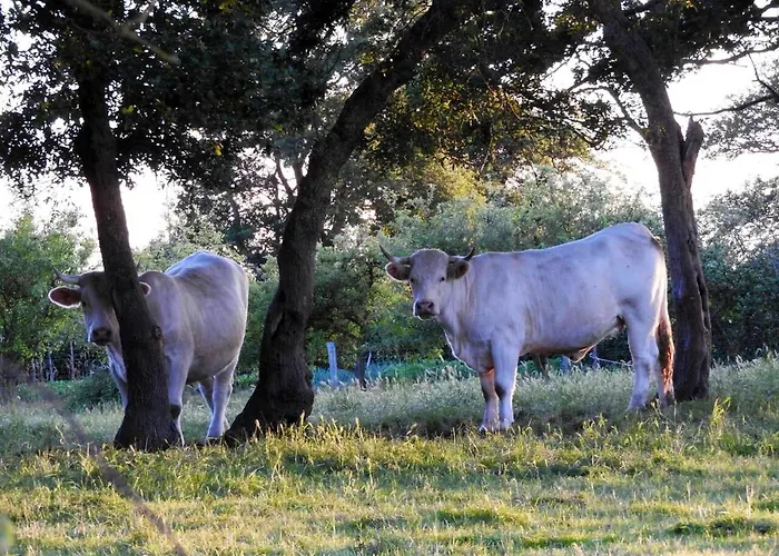 Maison Charmante Pres De Nueil-les-aubiers Avec Jardin * Nueil-sous-les-Aubiers